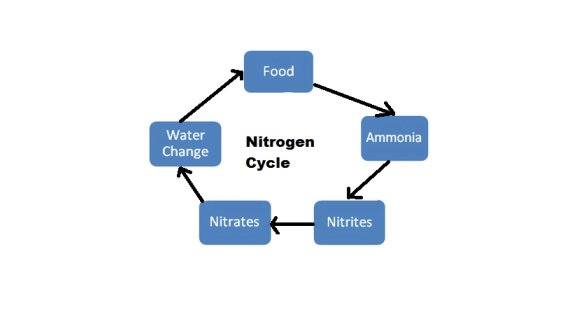 Tank Cycle