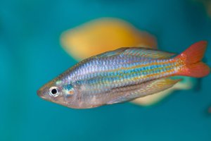 Rainbowfish