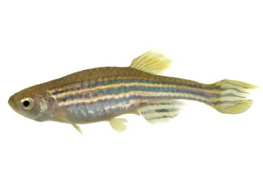 Zebra Danio