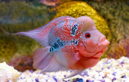 Flowerhorn Cichlid
