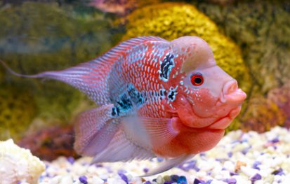 Flowerhorn Cichlid