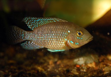 Green Terror Green Terror