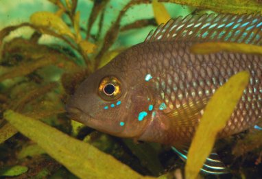 Green Terror Green Terror