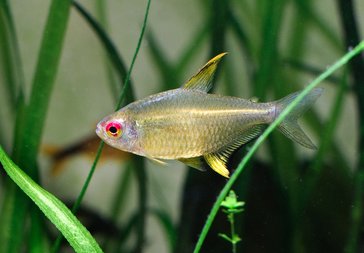 Lemon Tetra