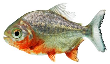 Piranha