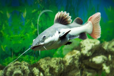 Red Tailed Catfish