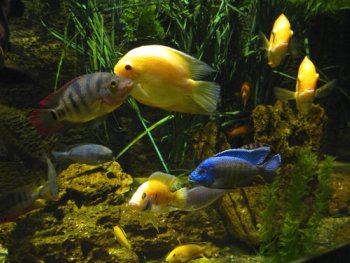 Group of Cichlids