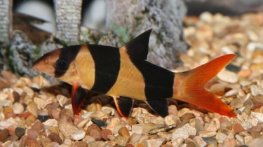 snail eating loach