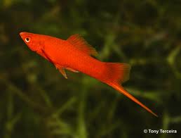 A standard male swordtail.