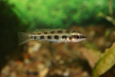 Checkerboard Cichlid