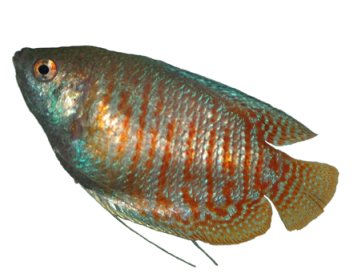 Dwarf Gourami