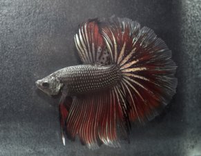 Dark Siamese Fighting Fish