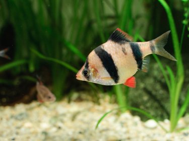 Tiger Barb