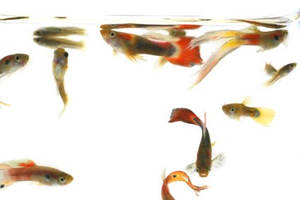 Group of Guppies