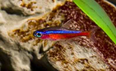 Cardinal Tetra