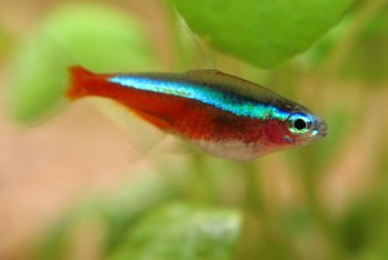 Cardinal Tetra