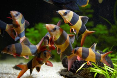 Group of Clown Loach