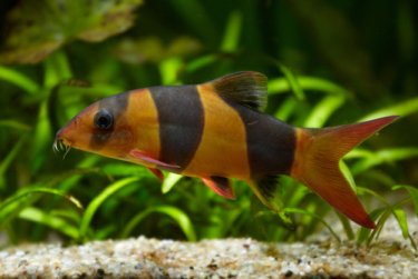 Clown Loach