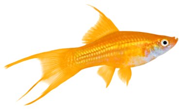 Swordtail